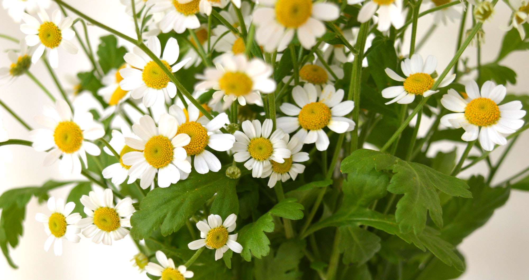 daisy
