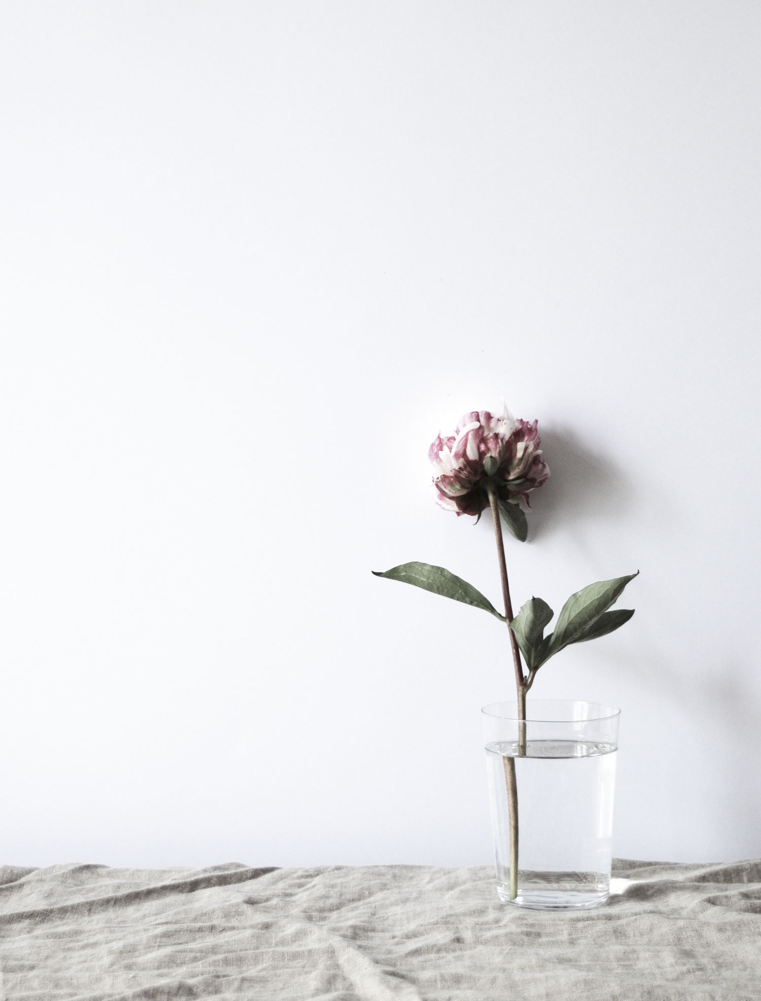 Flower | Hannah in the house
