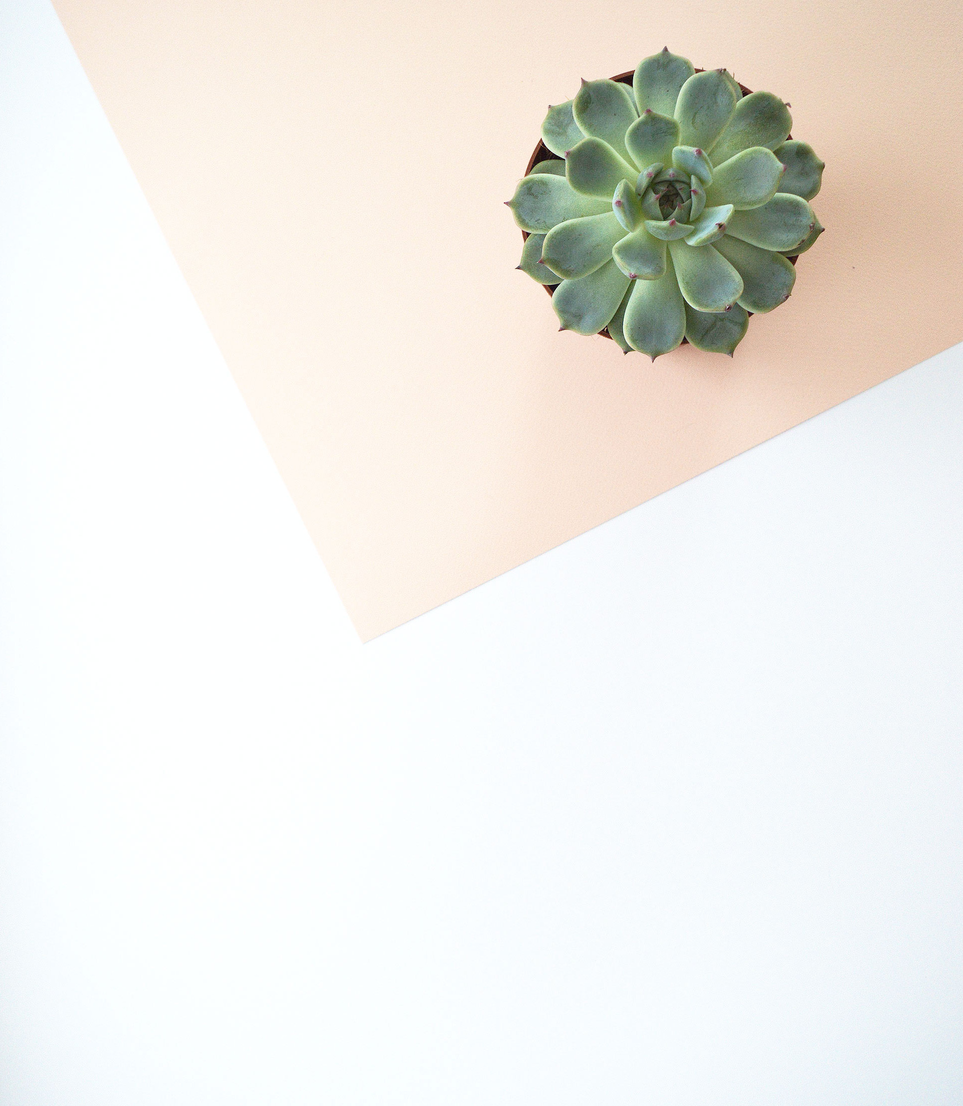 Urban jungle colour pop | Hannah in the house