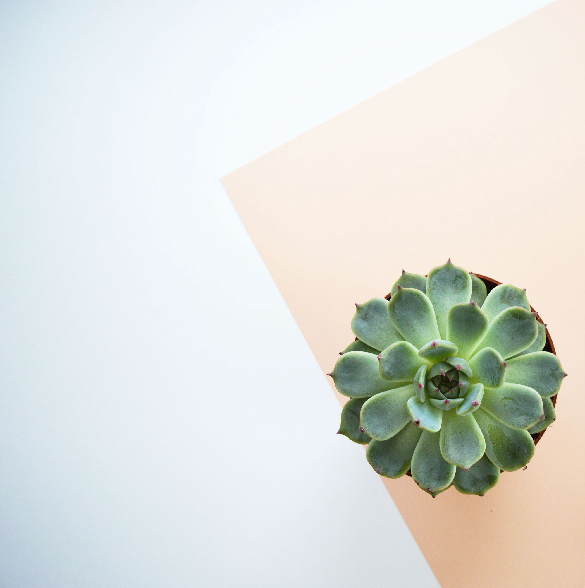 Urban jungle colour pop | Hannah in the house