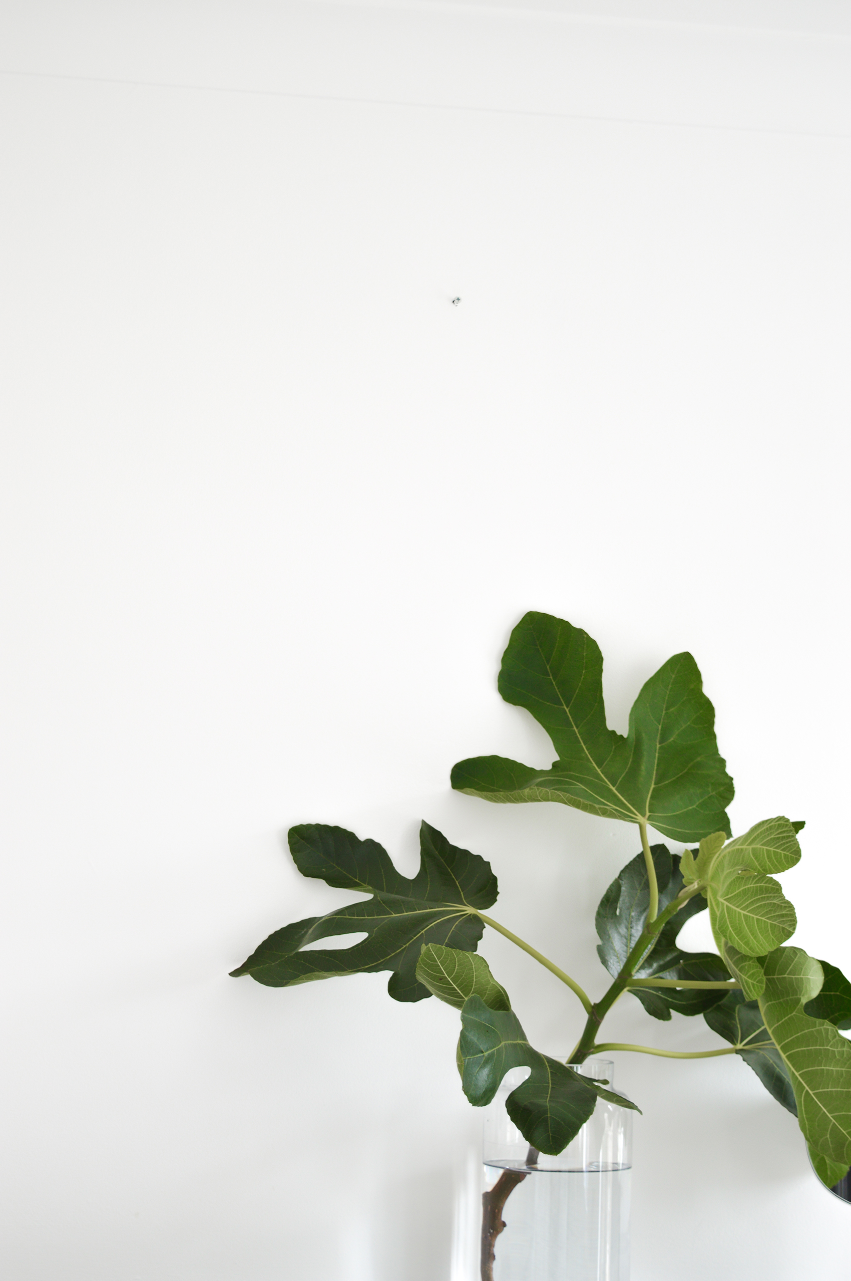 fig leaves