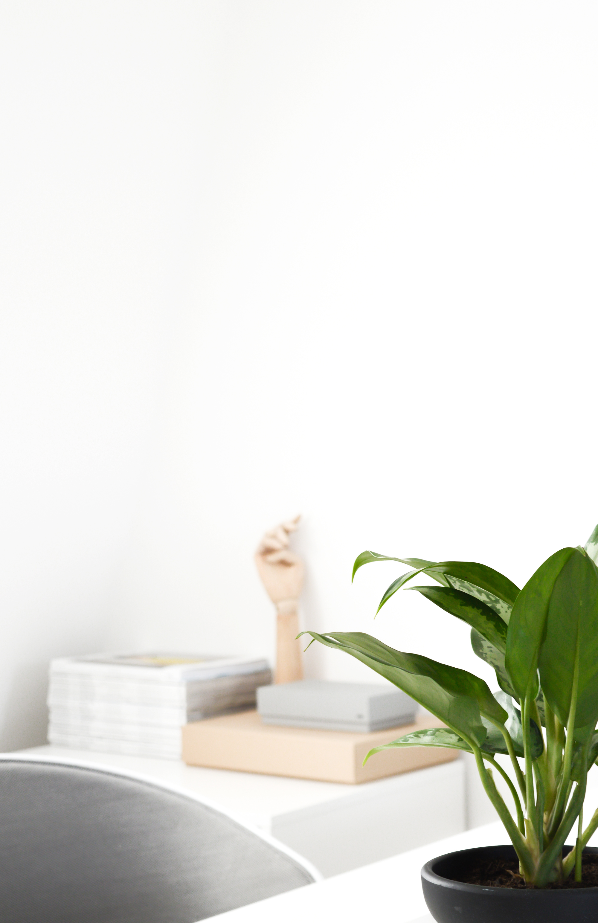 Chinese evergreen - air purifying plant