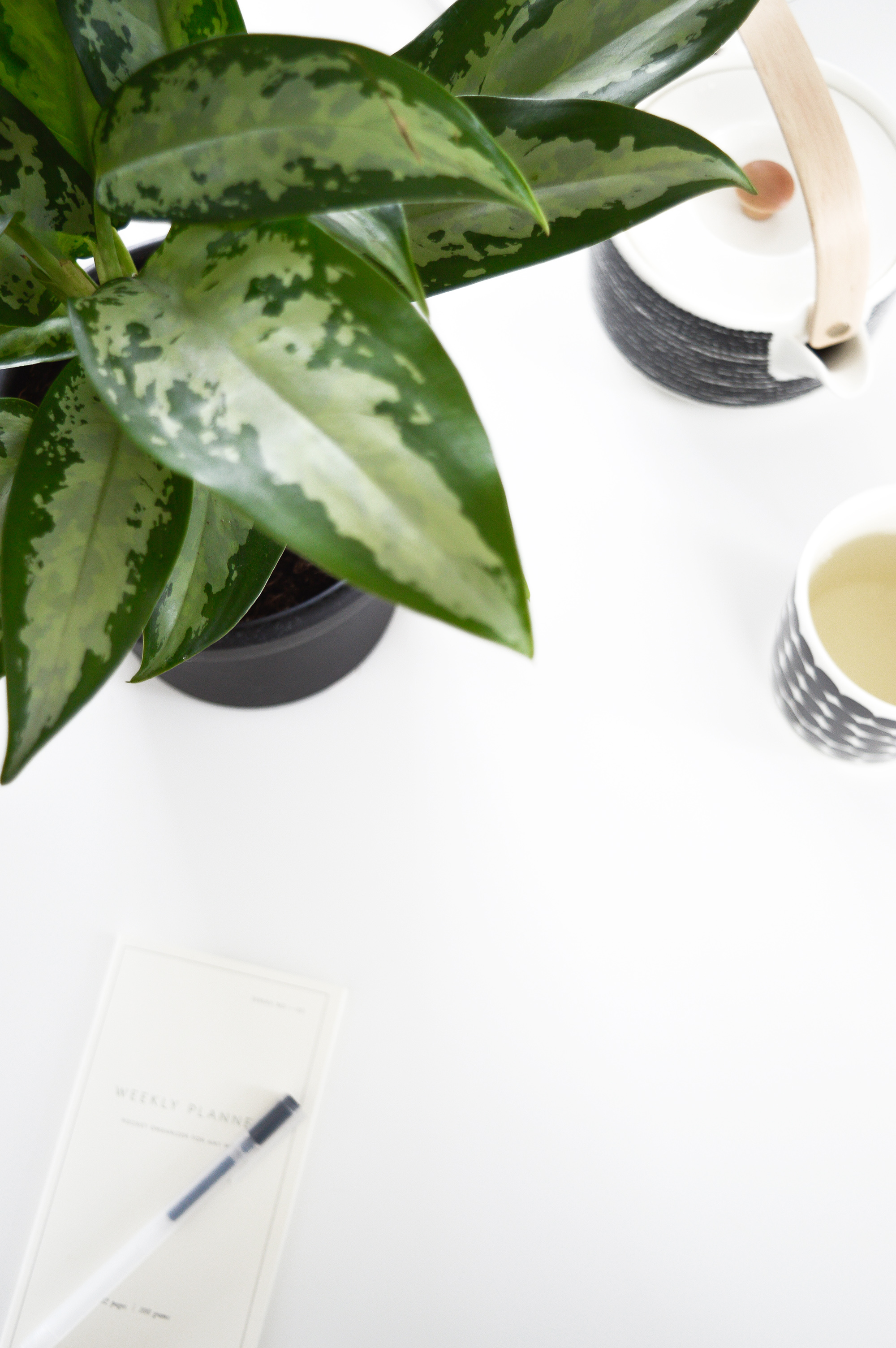 Chinese evergreen - air purifying plant