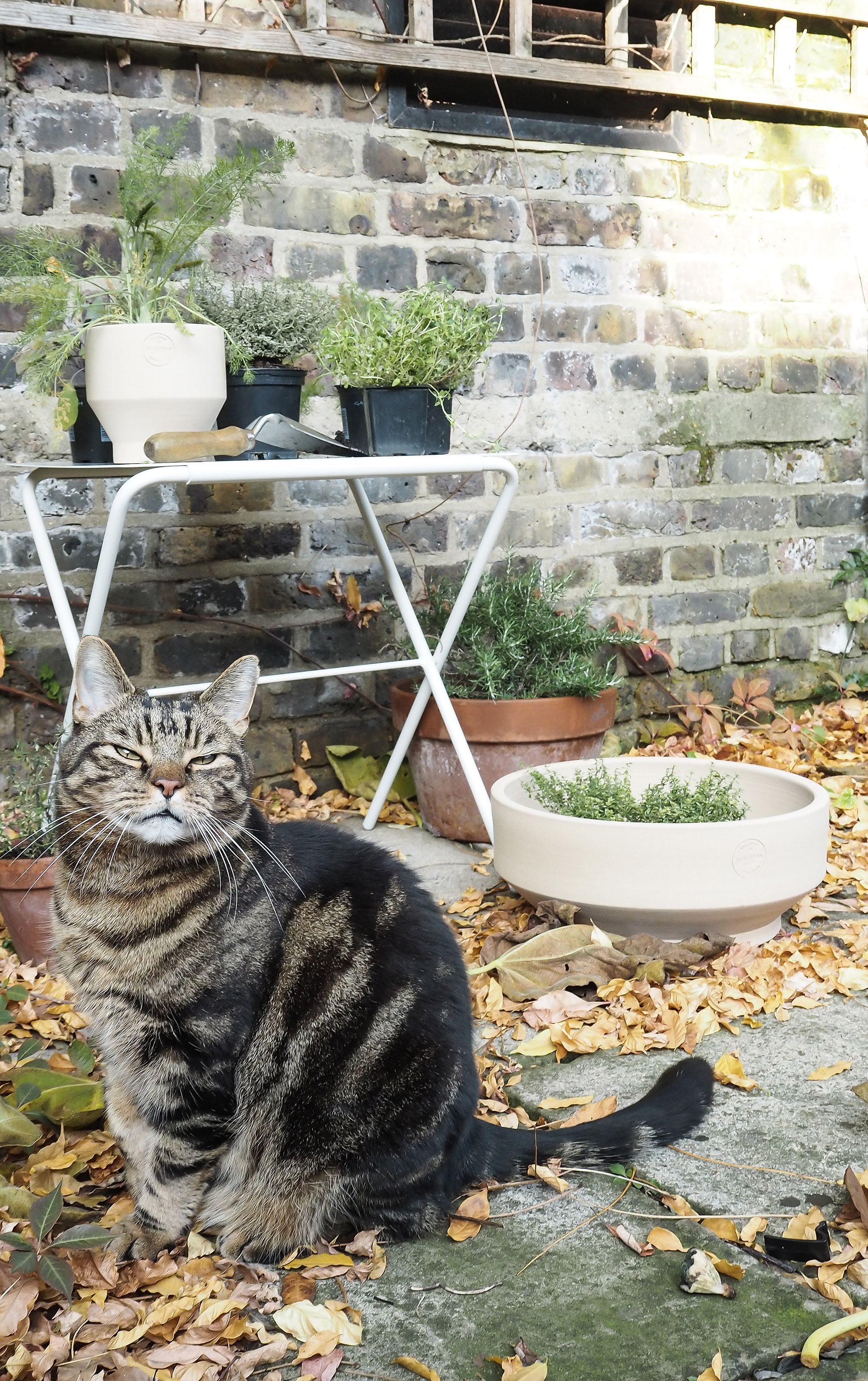 weekend project | planting a herb garden