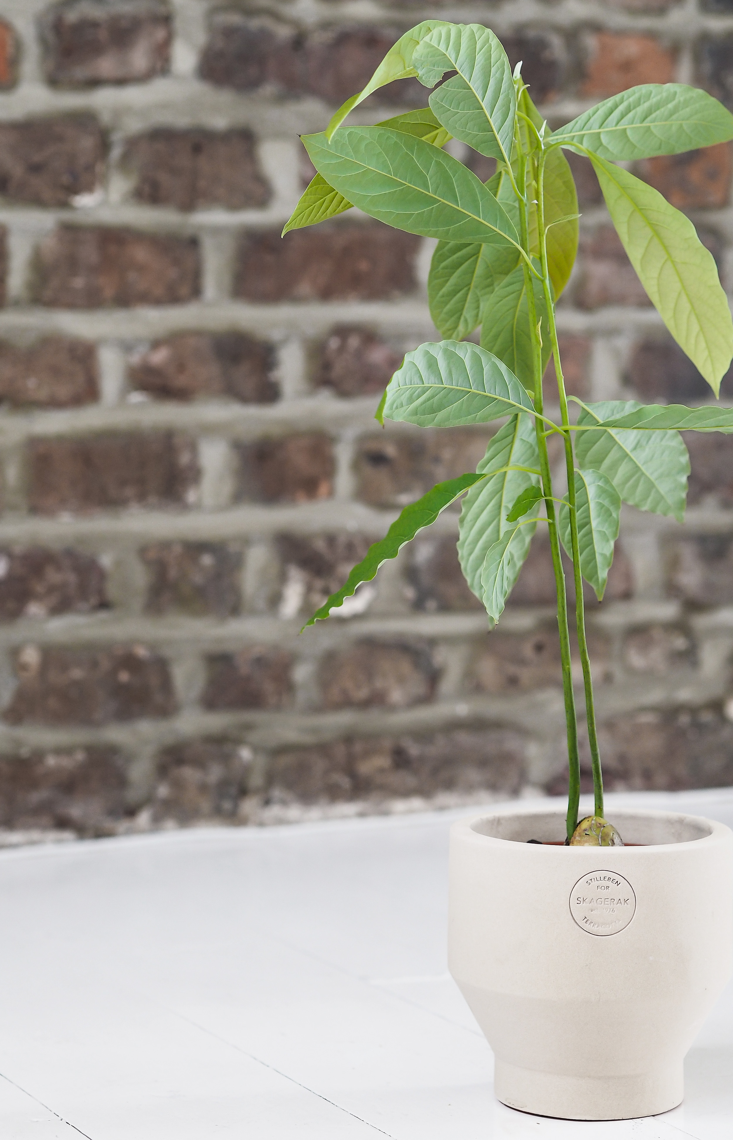 How to grow an avocado plant
