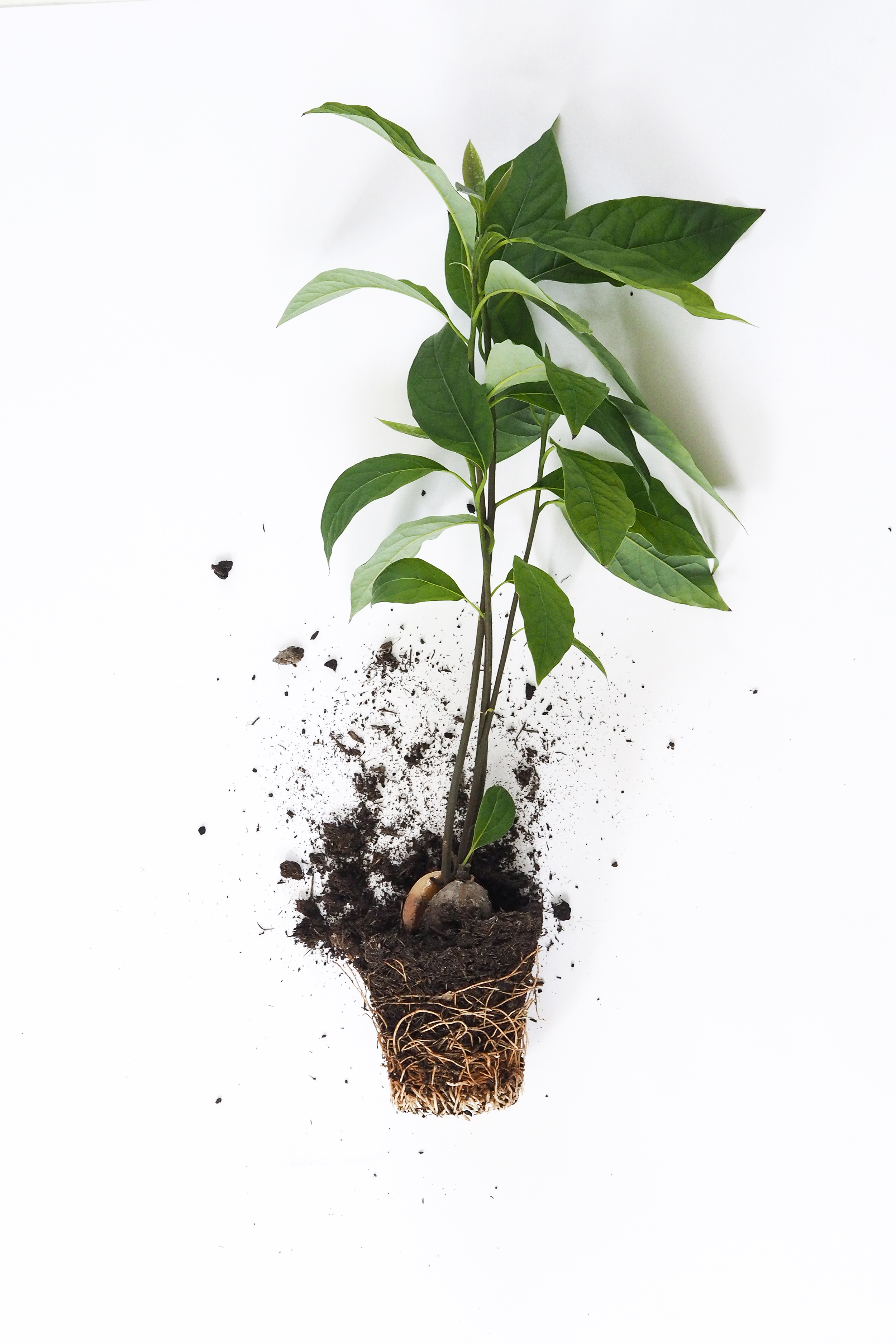 How to grow an avocado plant