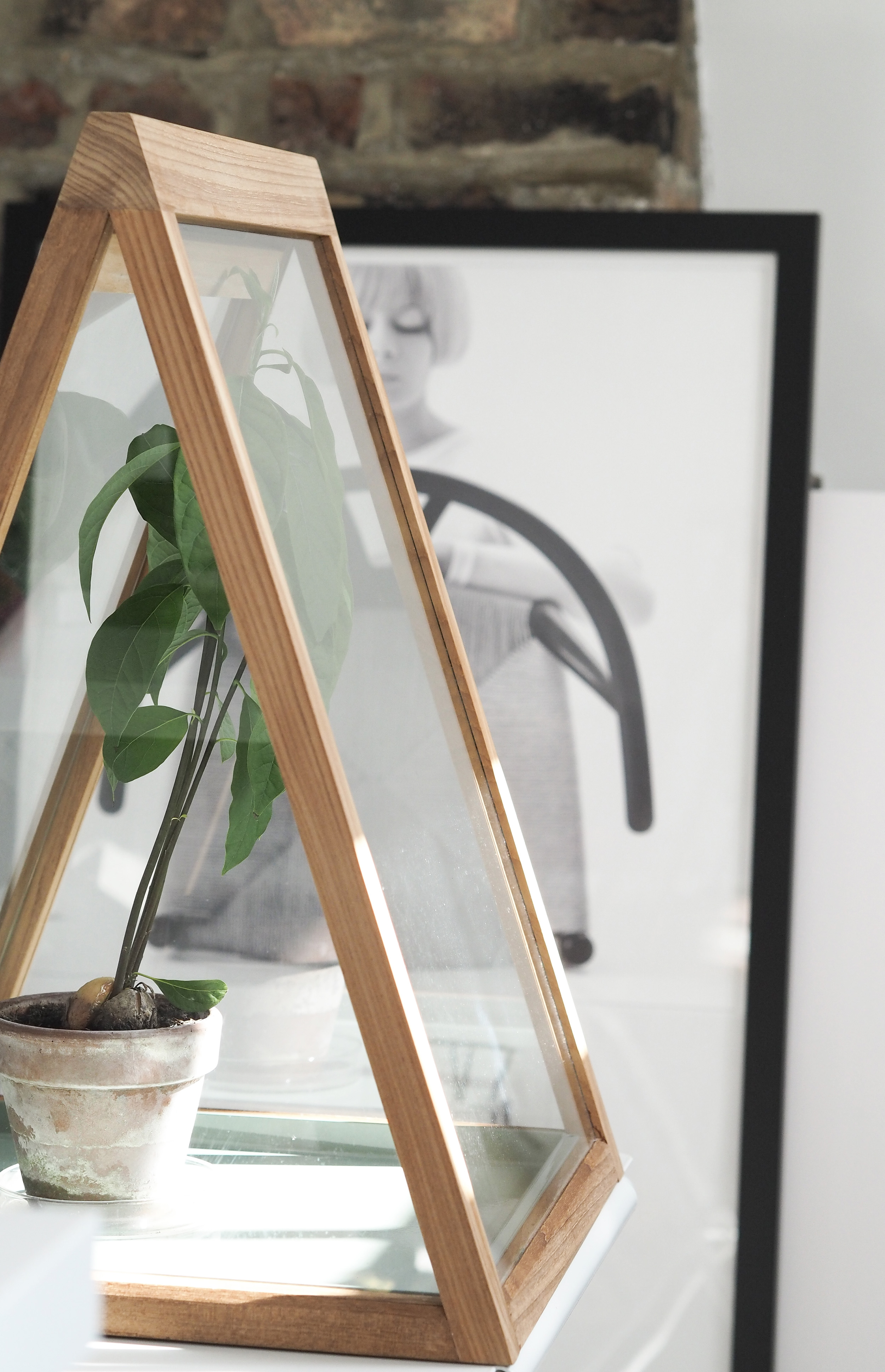 How to grow an avocado plant