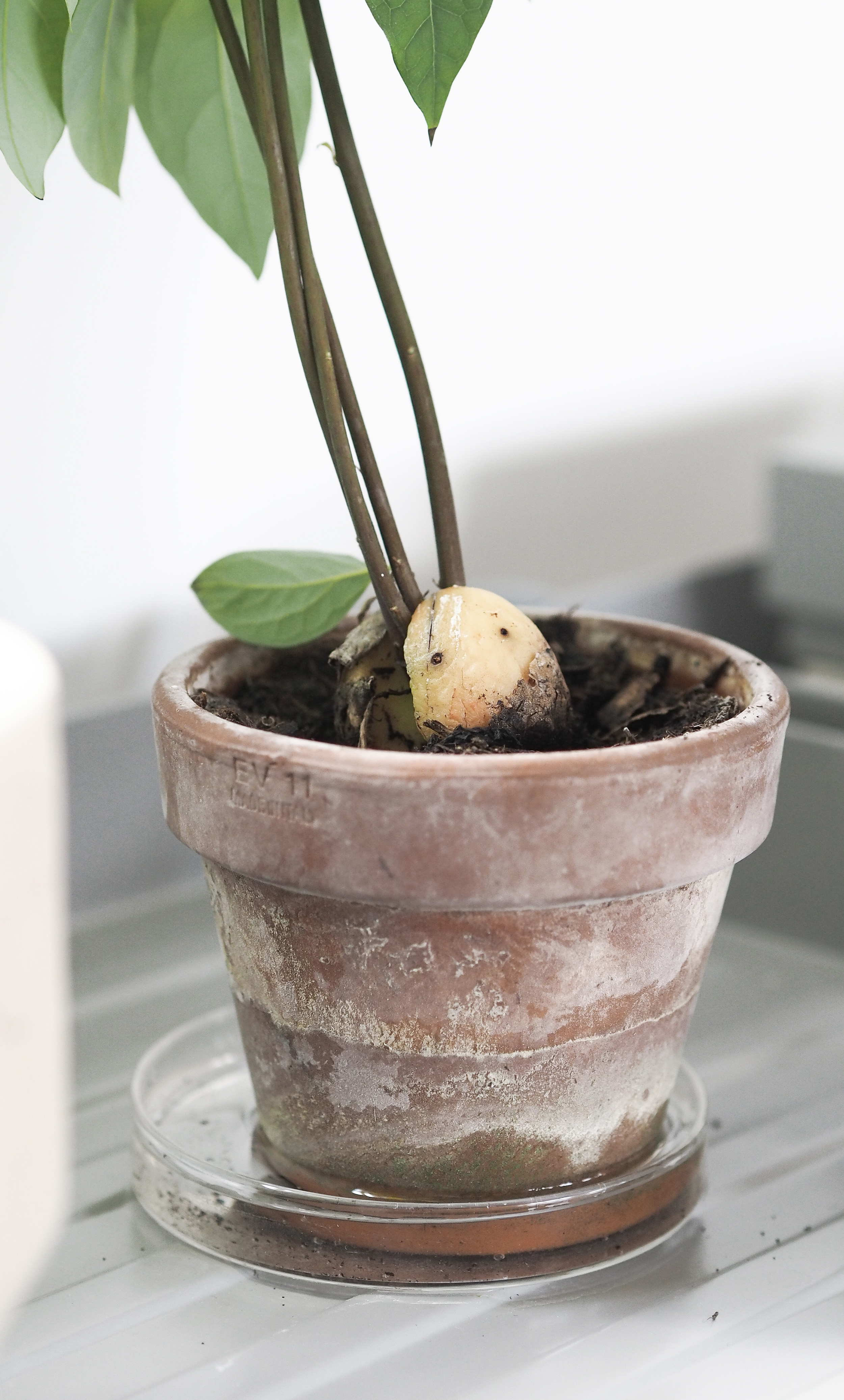 How to grow an avocado plant