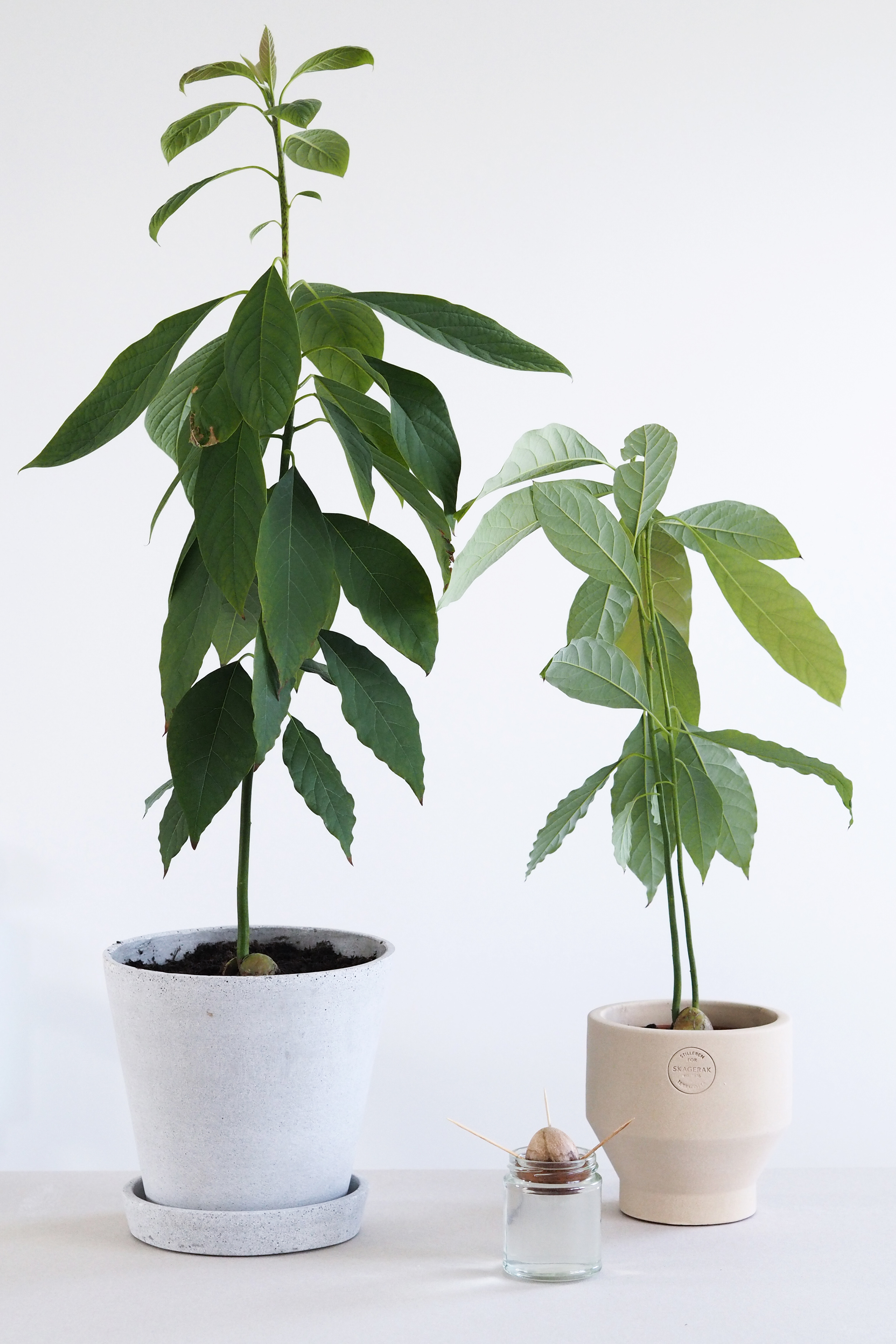 How to grow an avocado plant