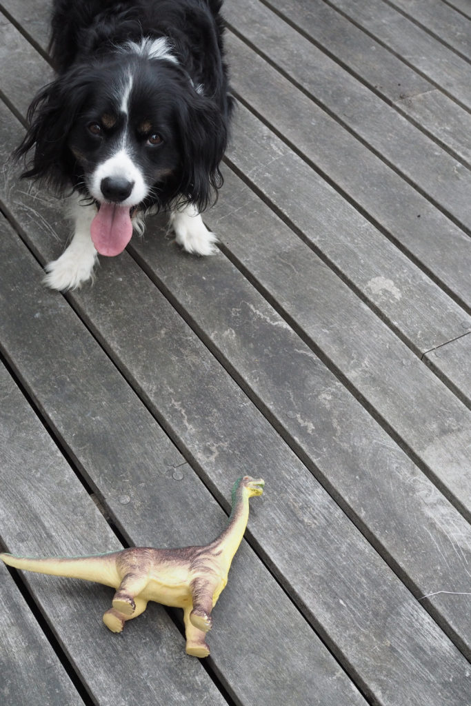 cuteness overload, Hannah Blackall-Smith's dog