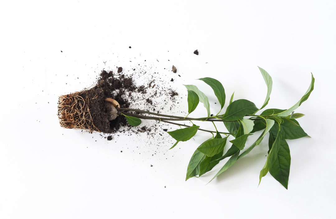 How to grow an avocado plant