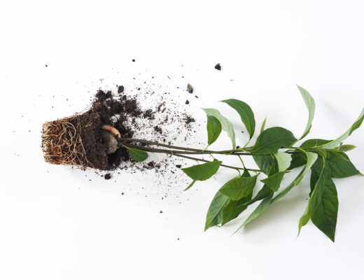 How to grow an avocado plant